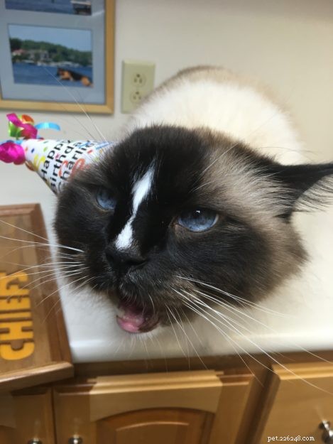 Celebrating Charlie s 9th Birthday: A Tale of Manifestation and Family Love