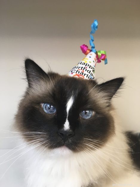 Celebrating Charlie s 9th Birthday: A Tale of Manifestation and Family Love