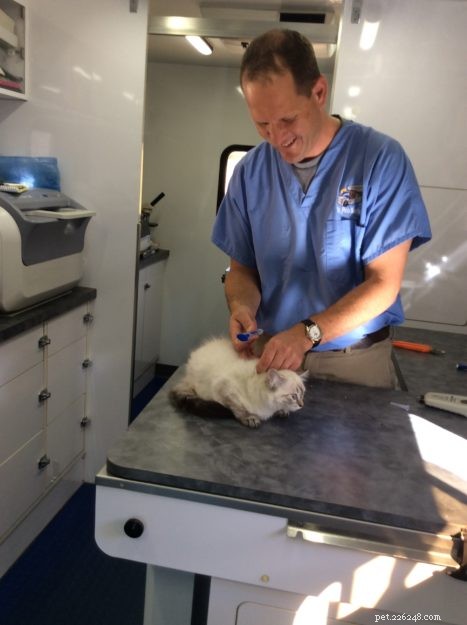 Meili the Ragdoll Kitten: A Heartwarming Family Story