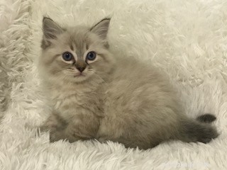 Meili the Ragdoll Kitten: A Heartwarming Family Story