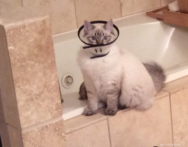 Meili the Ragdoll Kitten: A Heartwarming Family Story