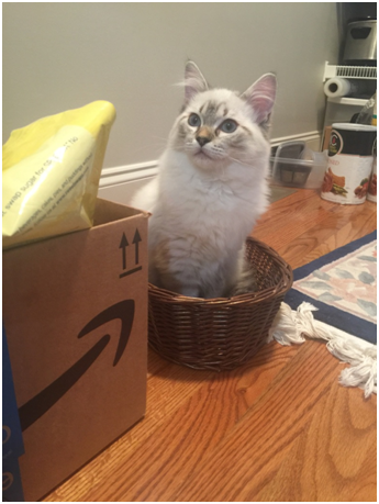 Meili the Ragdoll Kitten: A Heartwarming Family Story