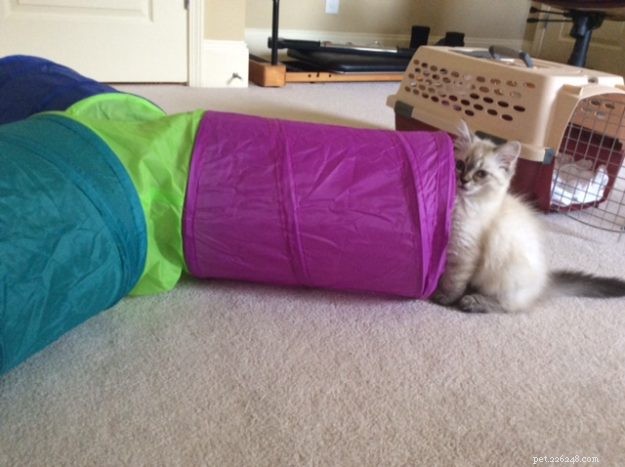 Meili the Ragdoll Kitten: A Heartwarming Family Story