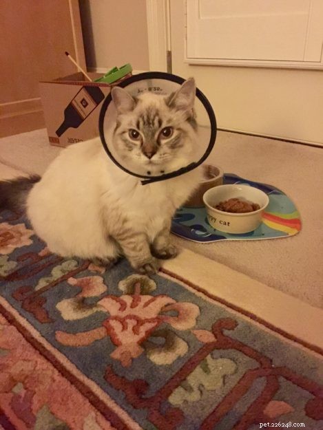 Meili the Ragdoll Kitten: A Heartwarming Family Story
