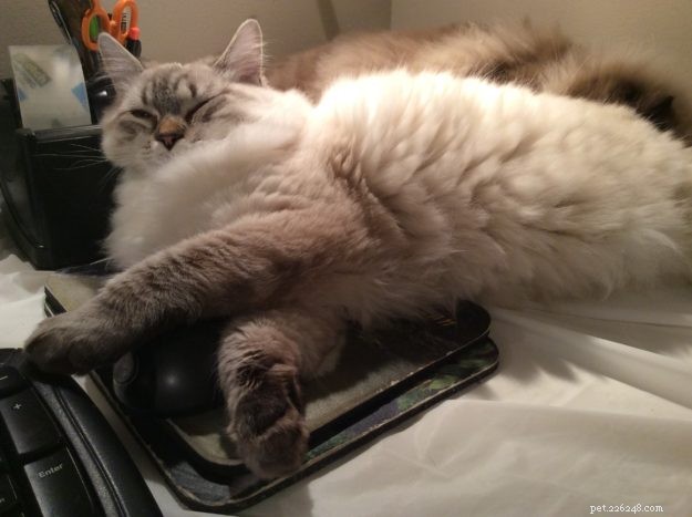 Meili the Ragdoll Kitten: A Heartwarming Family Story