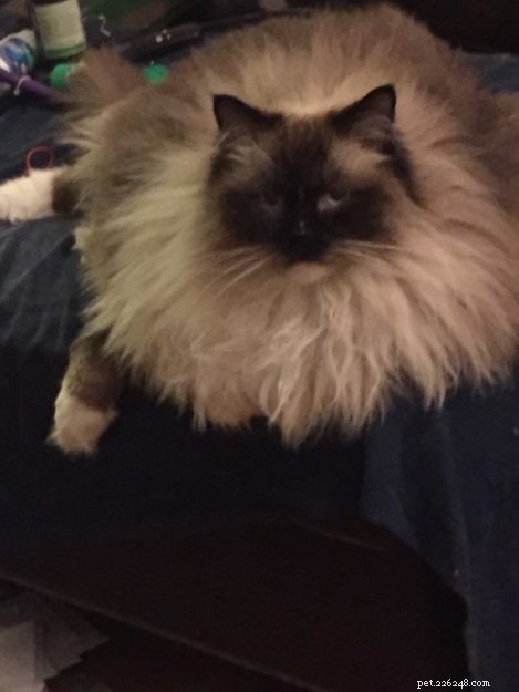 Armando – The Ragdoll of the Week: A Heartwarming Story of a Family Cat
