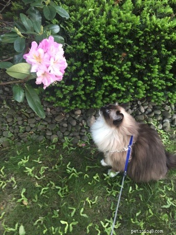 Armando – The Ragdoll of the Week: A Heartwarming Story of a Family Cat