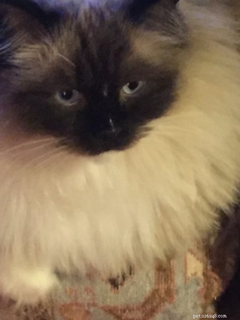 Armando – The Ragdoll of the Week: A Heartwarming Story of a Family Cat