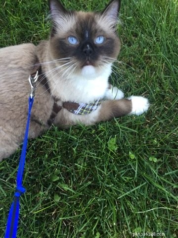 Armando – The Ragdoll of the Week: A Heartwarming Story of a Family Cat