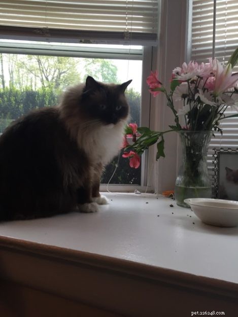 Armando – The Ragdoll of the Week: A Heartwarming Story of a Family Cat