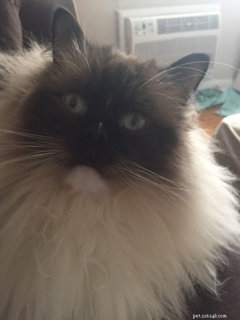 Armando – The Ragdoll of the Week: A Heartwarming Story of a Family Cat