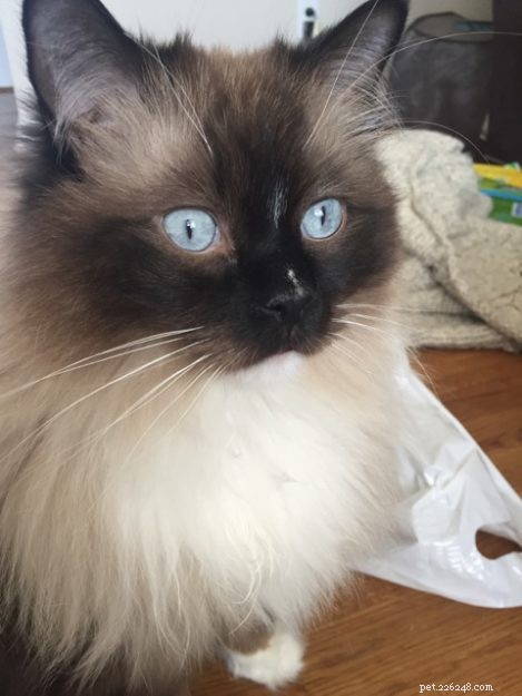Armando – The Ragdoll of the Week: A Heartwarming Story of a Family Cat