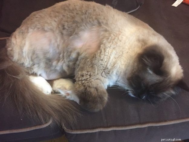 Armando – The Ragdoll of the Week: A Heartwarming Story of a Family Cat