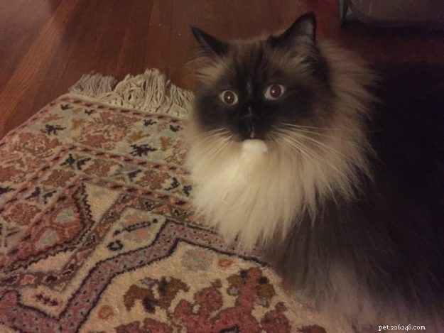 Armando – The Ragdoll of the Week: A Heartwarming Story of a Family Cat