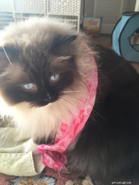Armando – The Ragdoll of the Week: A Heartwarming Story of a Family Cat