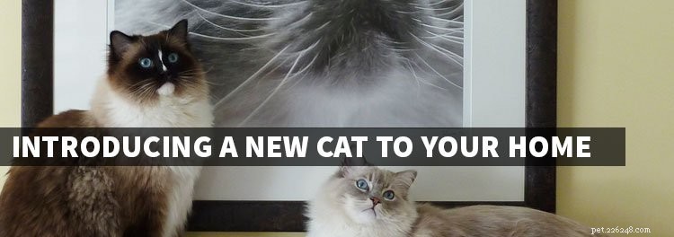 Gently Welcoming a New Cat: Stress‑Free Integration Tips