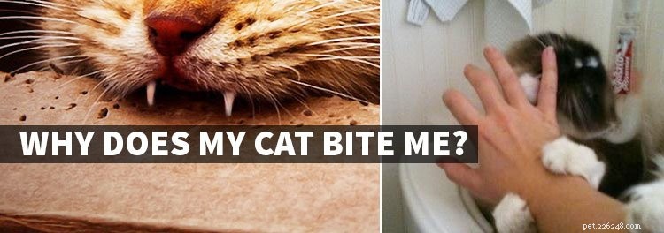Why Do Cats Bite? Understanding the Causes and How to Stop It