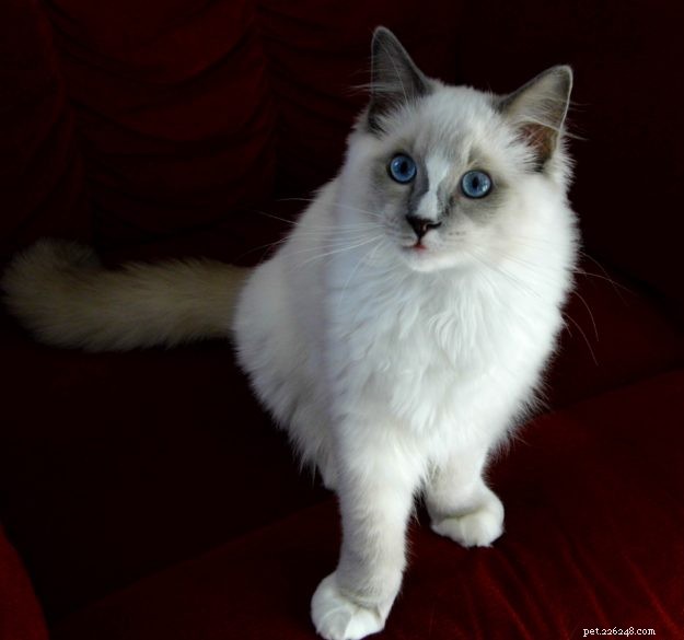 Meet Zimba: Our Favorite Ragdoll of the Week