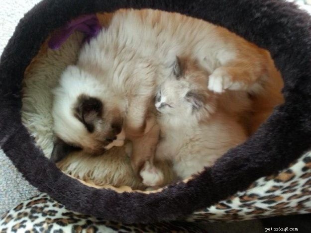 Meet Zimba: Our Favorite Ragdoll of the Week