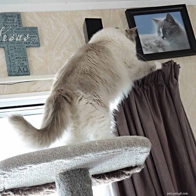 Meet Zimba: Our Favorite Ragdoll of the Week