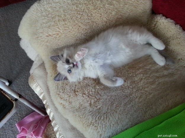 Meet Zimba: Our Favorite Ragdoll of the Week