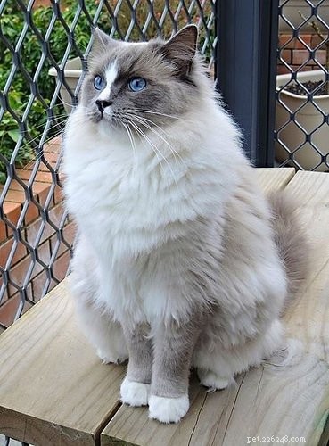 Meet Zimba: Our Favorite Ragdoll of the Week