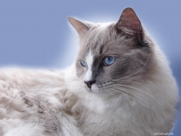 Meet Zimba: Our Favorite Ragdoll of the Week