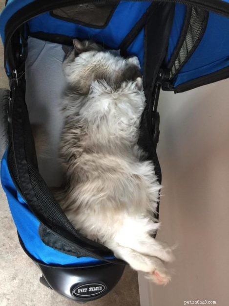 Meet Zimba: Our Favorite Ragdoll of the Week