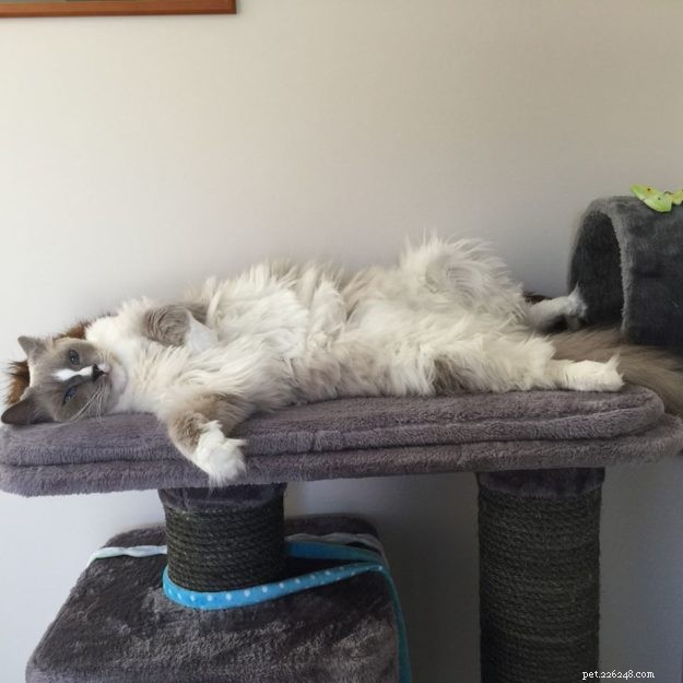 Meet Zimba: Our Favorite Ragdoll of the Week