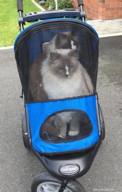 Meet Zimba: Our Favorite Ragdoll of the Week