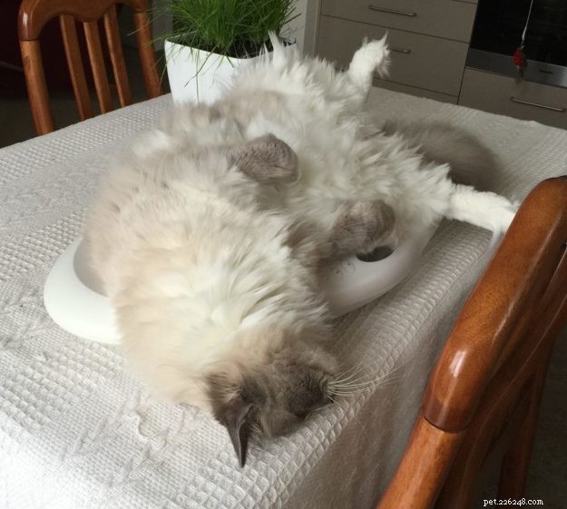 Meet Zimba: Our Favorite Ragdoll of the Week
