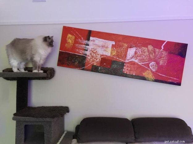 Meet Zimba: Our Favorite Ragdoll of the Week