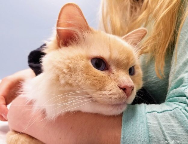 Meet Gwenoviere: The Adorable Ragdoll Making Waves this Week