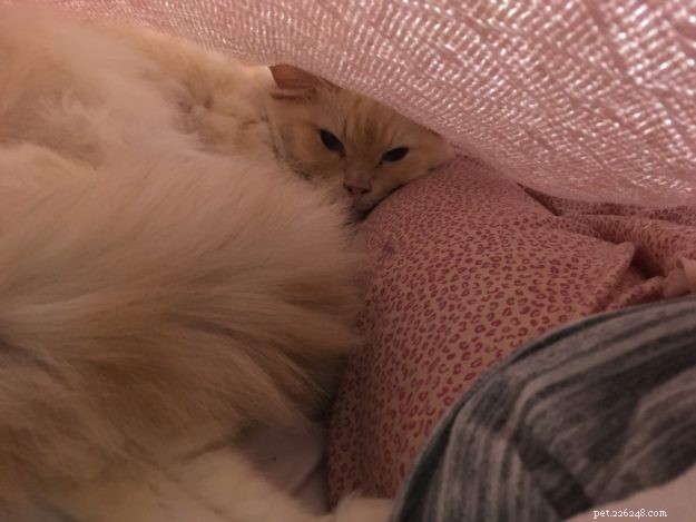 Meet Gwenoviere: The Adorable Ragdoll Making Waves this Week