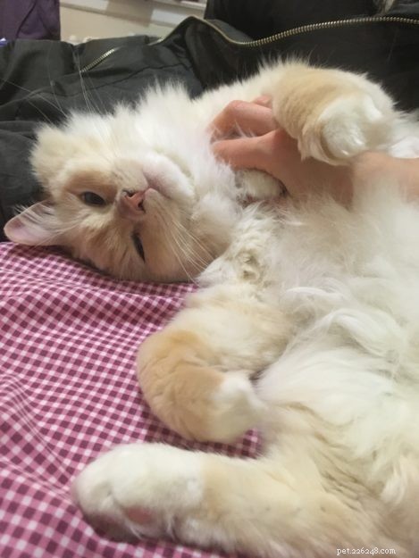 Meet Gwenoviere: The Adorable Ragdoll Making Waves this Week