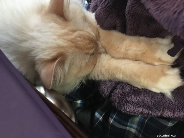 Meet Gwenoviere: The Adorable Ragdoll Making Waves this Week