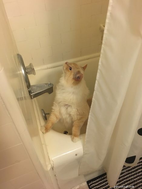 Meet Gwenoviere: The Adorable Ragdoll Making Waves this Week