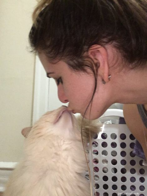 Meet Gwenoviere: The Adorable Ragdoll Making Waves this Week