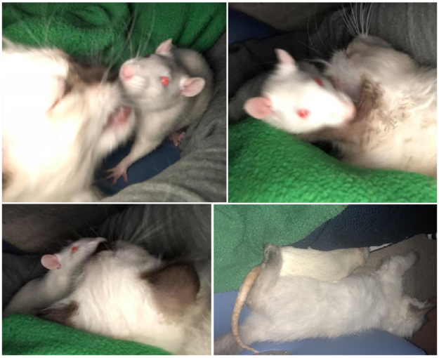 Cats & Rats: A Heartwarming Tale of Unexpected Friendship