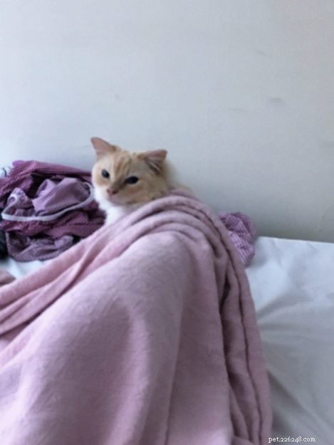 Meet Gwenoviere: The Adorable Ragdoll Making Waves this Week