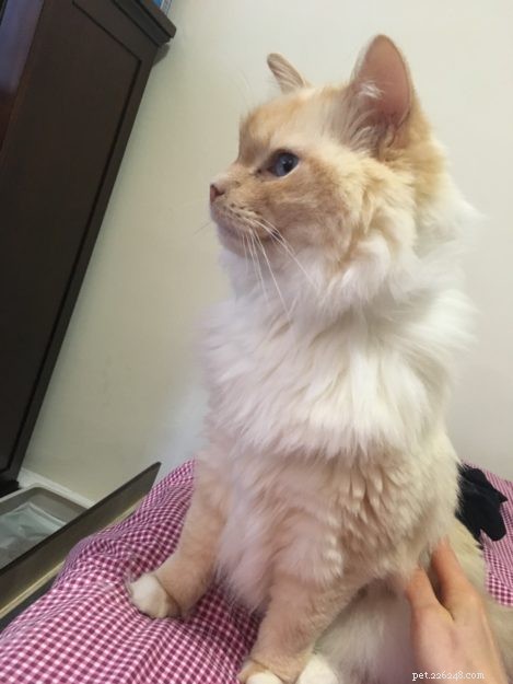 Meet Gwenoviere: The Adorable Ragdoll Making Waves this Week