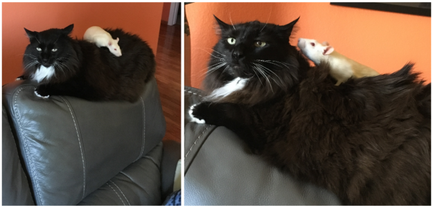 Cats & Rats: A Heartwarming Tale of Unexpected Friendship