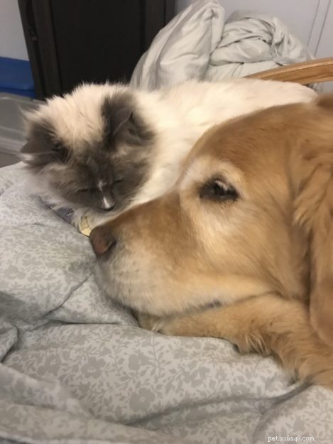 CloudFeather – Meet the Adorable Ragdoll Cat of the Week