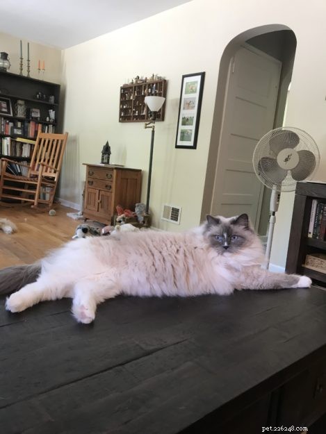 CloudFeather – Meet the Adorable Ragdoll Cat of the Week
