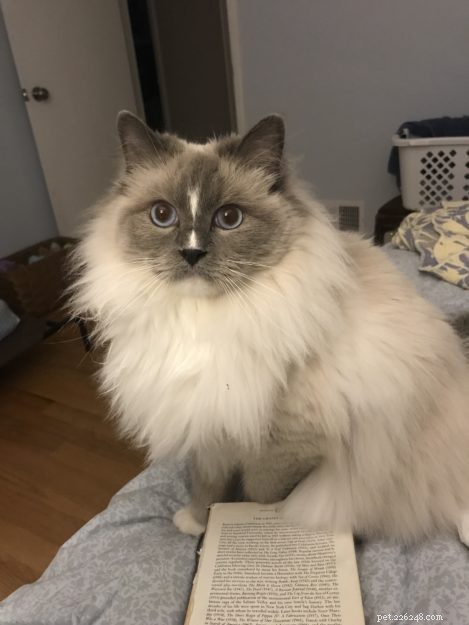 CloudFeather – Meet the Adorable Ragdoll Cat of the Week