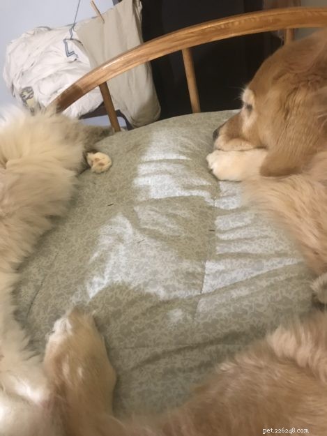CloudFeather – Meet the Adorable Ragdoll Cat of the Week