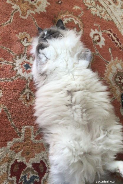 CloudFeather – Meet the Adorable Ragdoll Cat of the Week