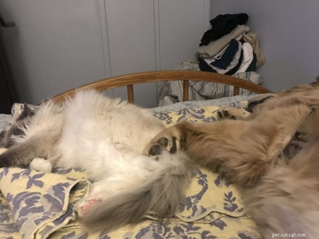 CloudFeather – Meet the Adorable Ragdoll Cat of the Week