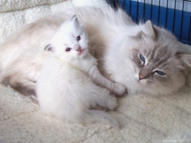 Meet Martini Konrad: The Ragdoll Cat That Captivated Our Office