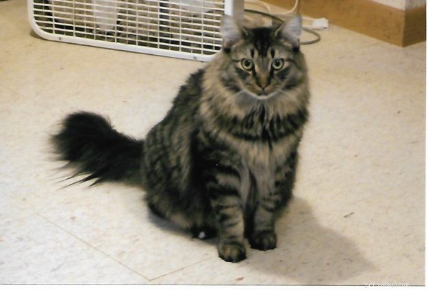 Meet Tristan: The Heartwarming Floppycat of the Week